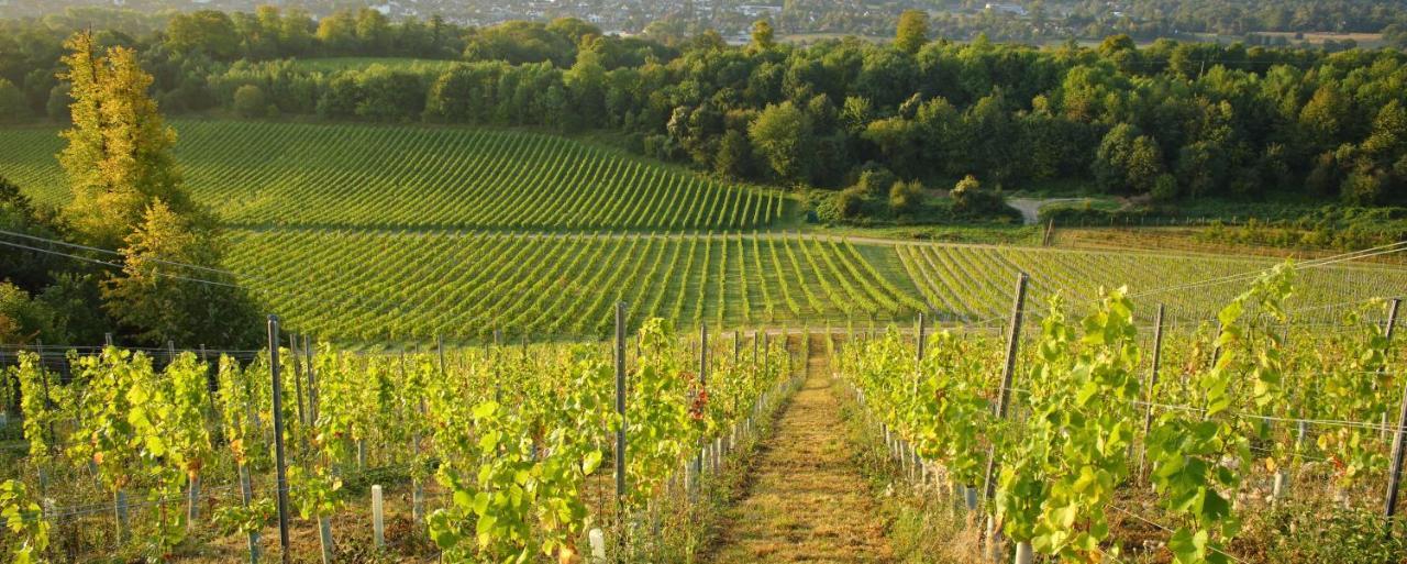 Denbies Vineyard Hotel Dorking Exteriér fotografie